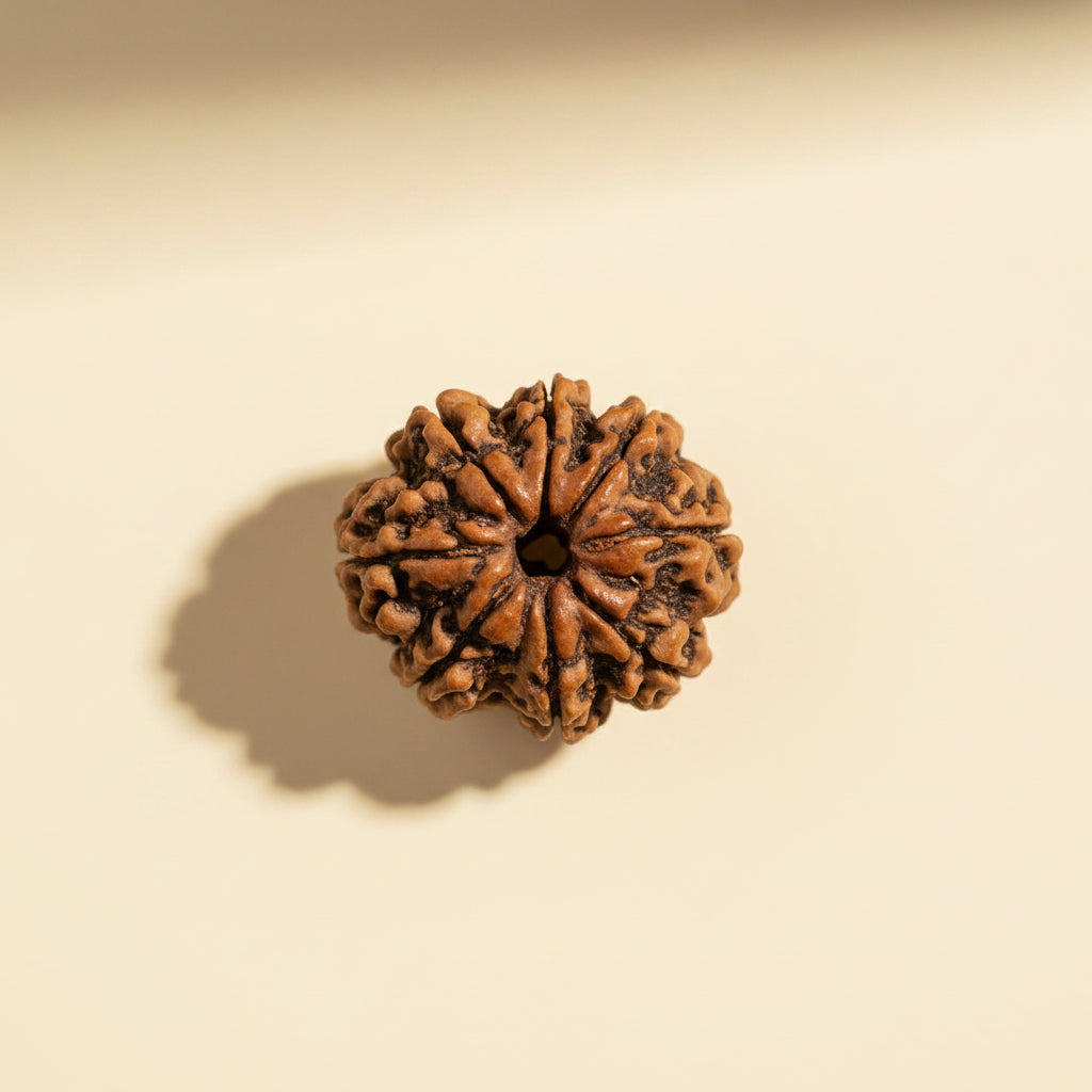 Natural 8 Mukhi Rudraksha