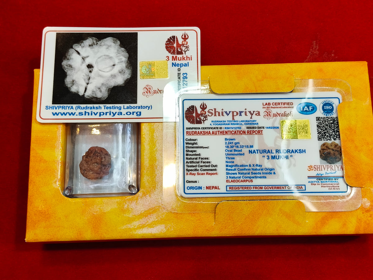 Natural 3 Mukhi Rudraksha