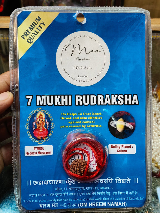 Natural 7 Mukhi Rudraksha
