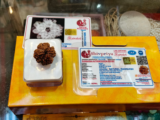 1 Mukhi Rudraksha Nepali (Underdeveloped)