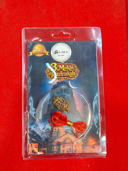 Natural 3 Mukhi Rudraksha